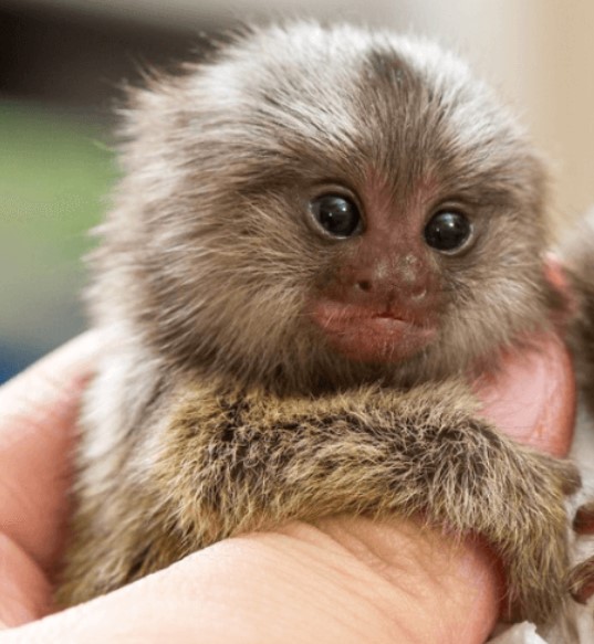  Charming Atlantic Marmoset for Sale