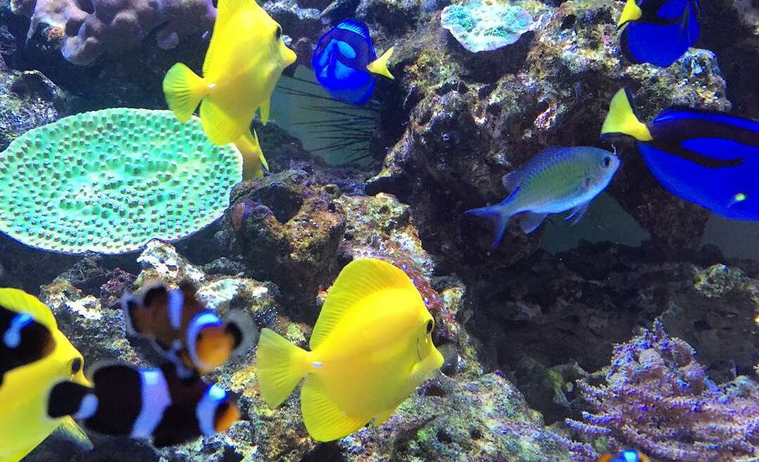  JK-Fish | Custom Aquarium Design and Installation in Northern NJ
