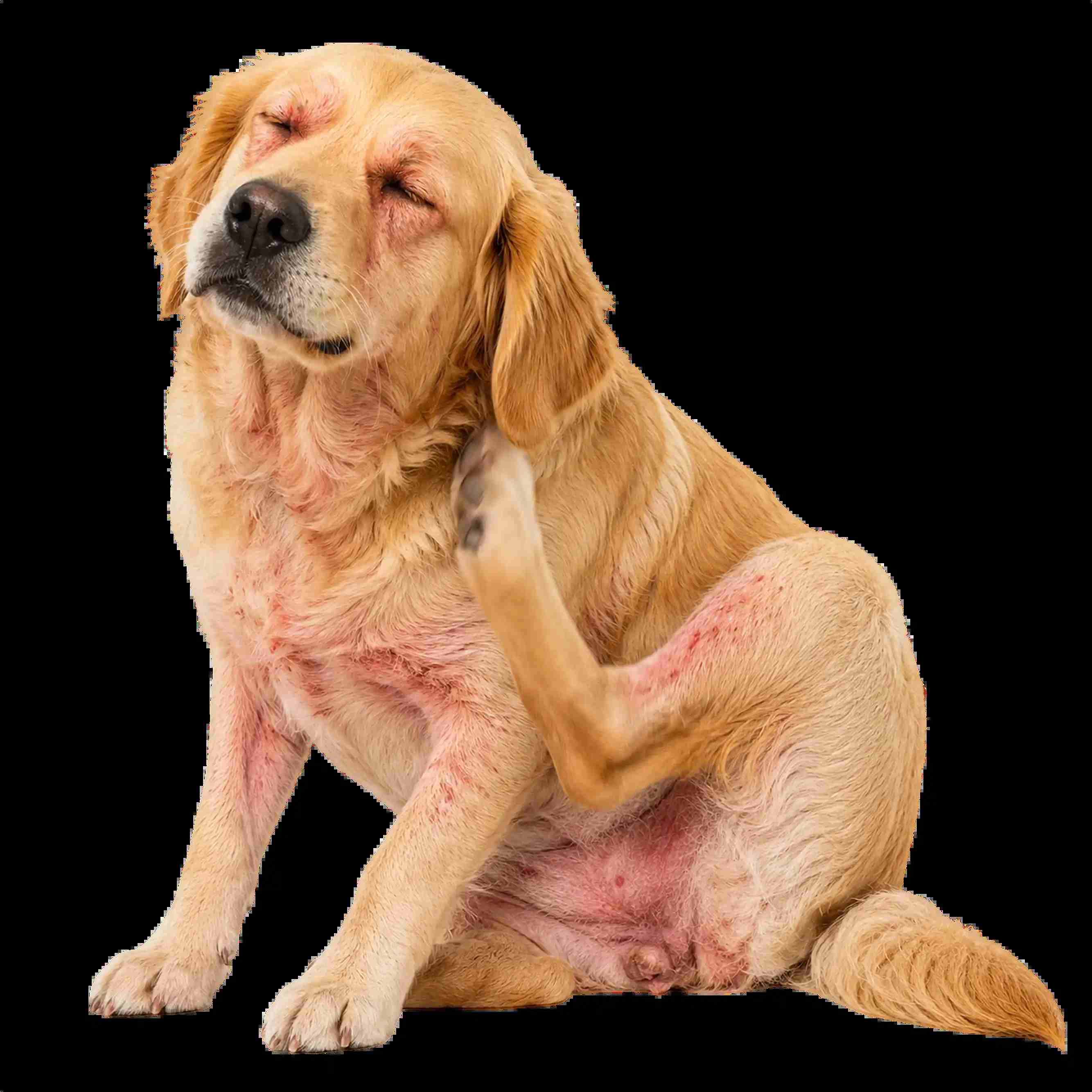  Treat Your Dog’s Allergies From Home with an Online Vet Consultation