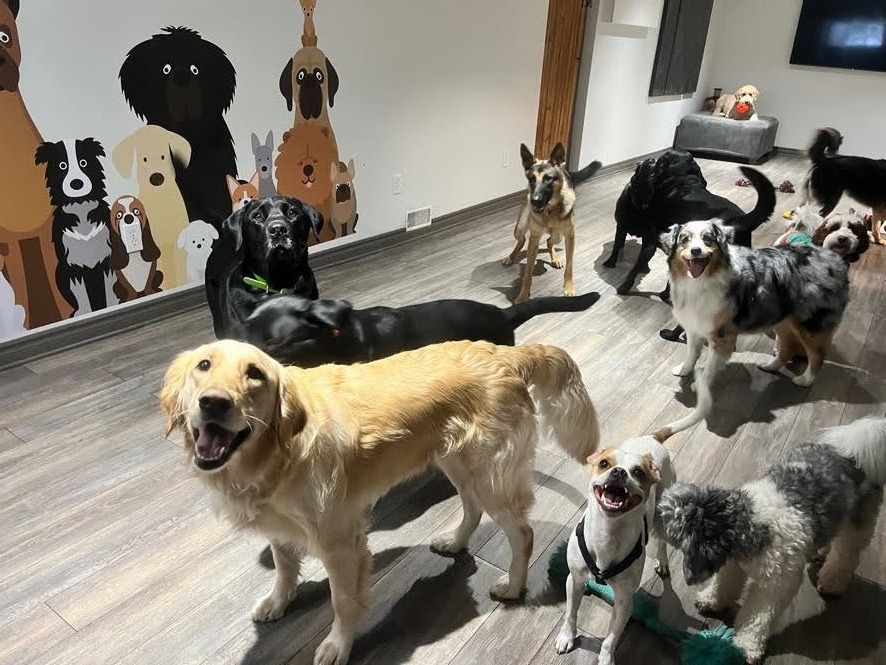  Dog Boarding Without Cages