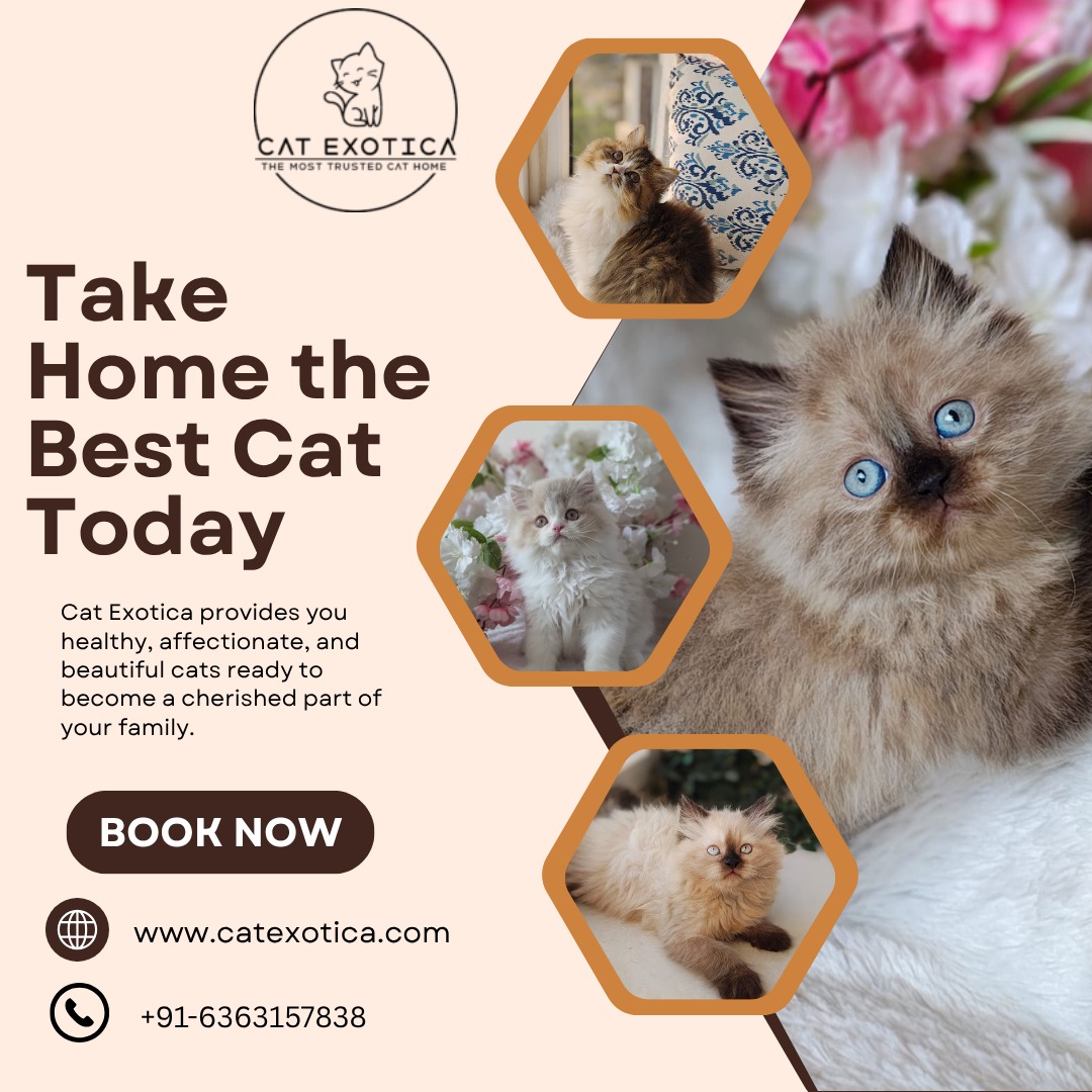  Best Siberian Cat in Bangalore