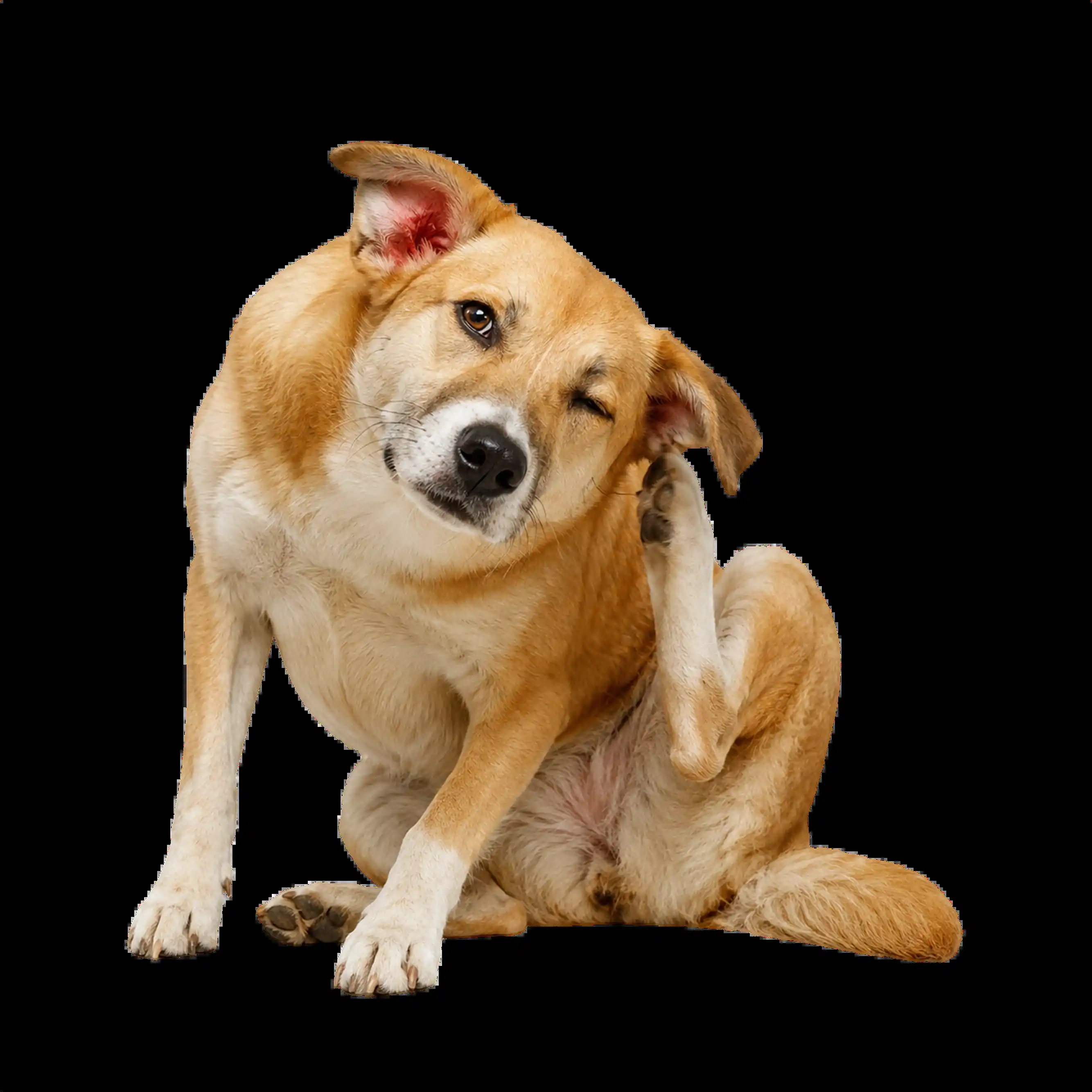 Consult A Dog Doctor Online Instantly For Ear Infections