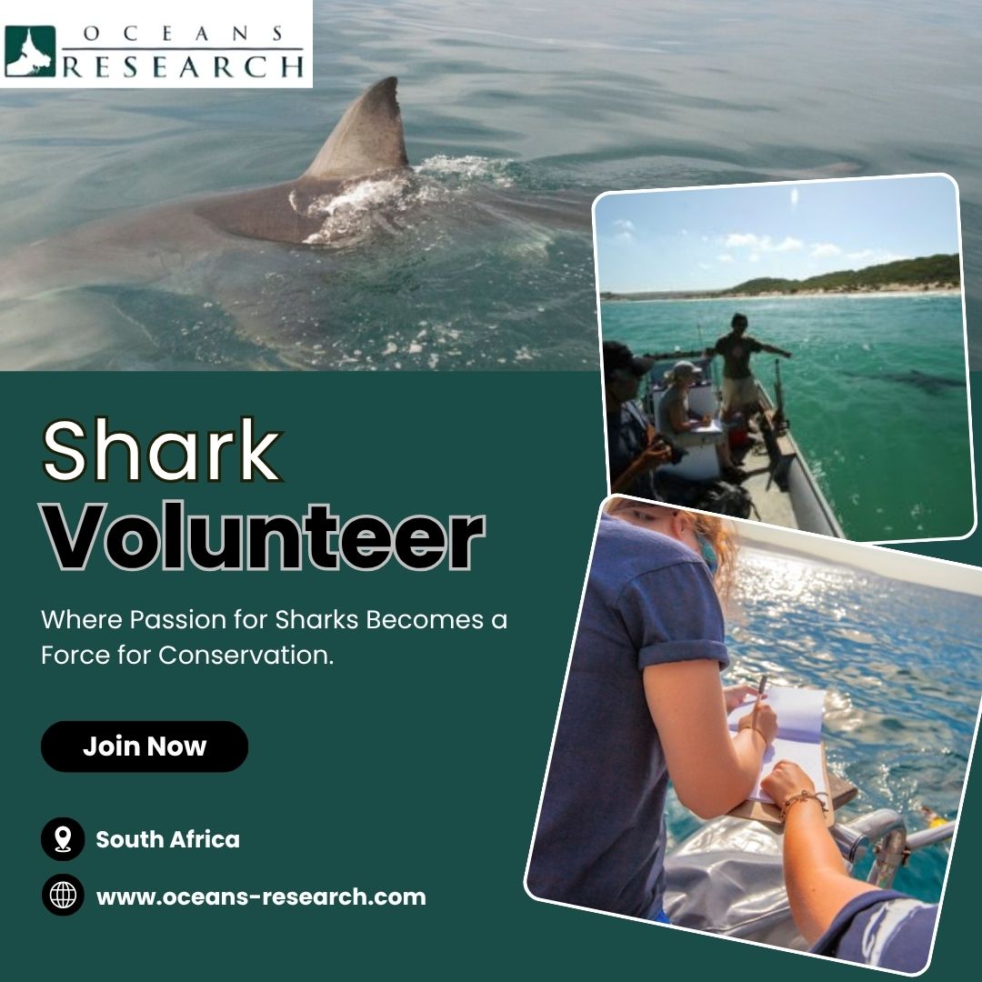  Shark Volunteer