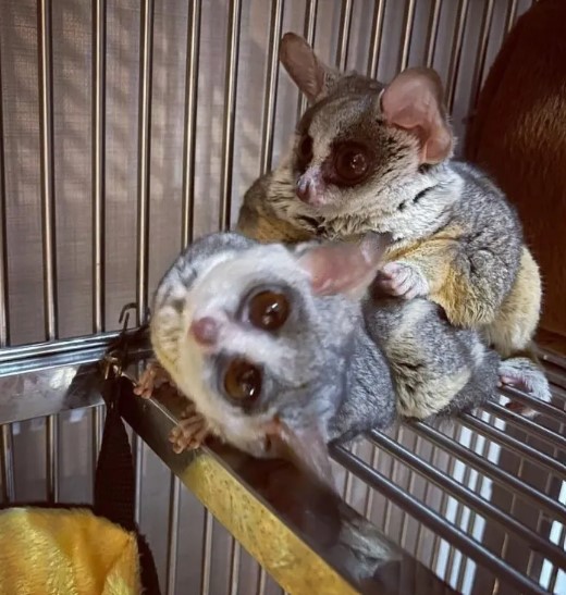  Bush Baby Male