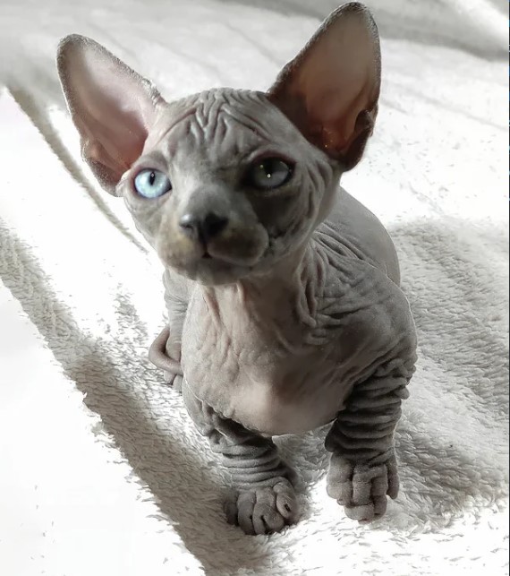  Sphynx Kitten gesucht? Hier werden Sie fündig!