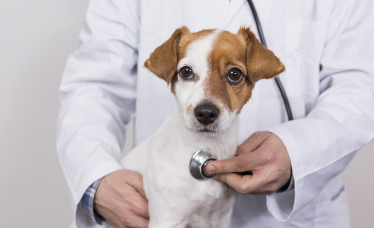  Advanced  Veterinary Hospital Galt for Compassionate Pet Care