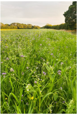  Biodiverse Farm in West Sussex