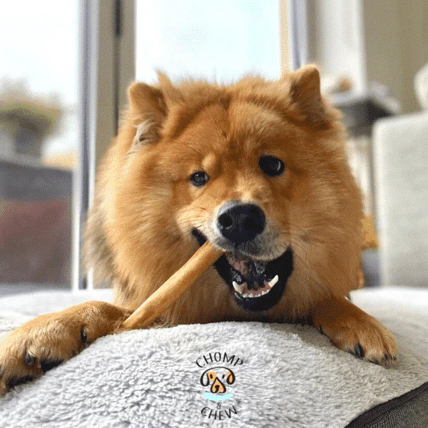  Chomper Bags for Puppies & Dogs
