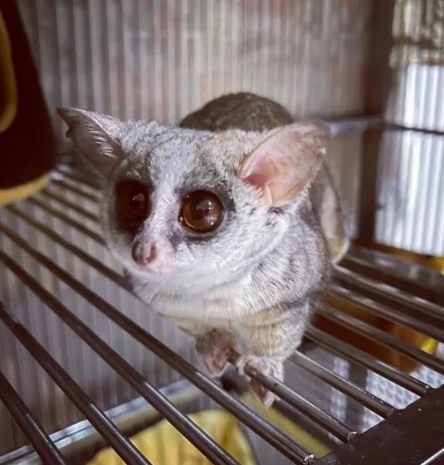  Bush Baby Female