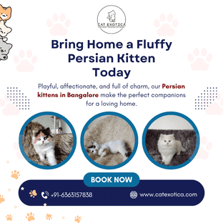  Persian Kittens in Bangalore