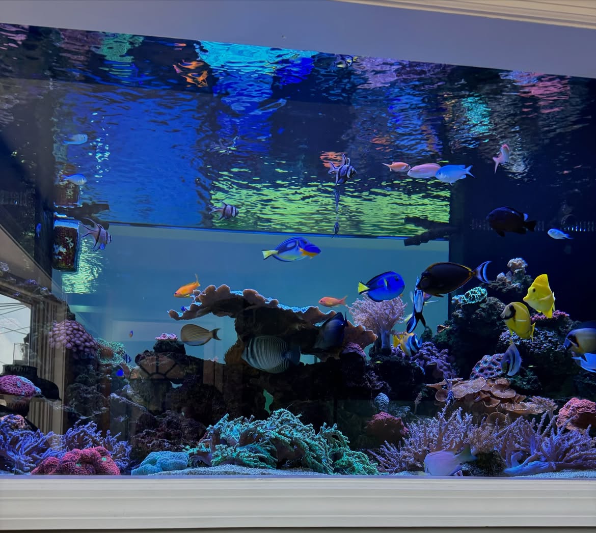  Aquarium Maintenance, Installation and Custom Builds | JK-Fish NJ