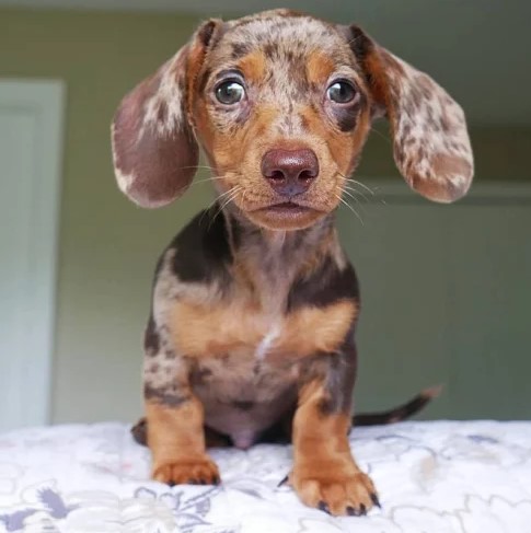  Dachshund Puppies for Sale Florida – Find Your Perfect Companion