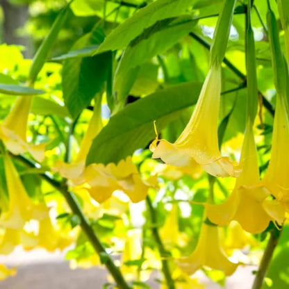  Angel Trumpet Plant for Stunning Fragrant Garden Blooms