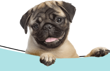  West Hollywood Dog Sitters for Loving Home Care | West Coast Paws