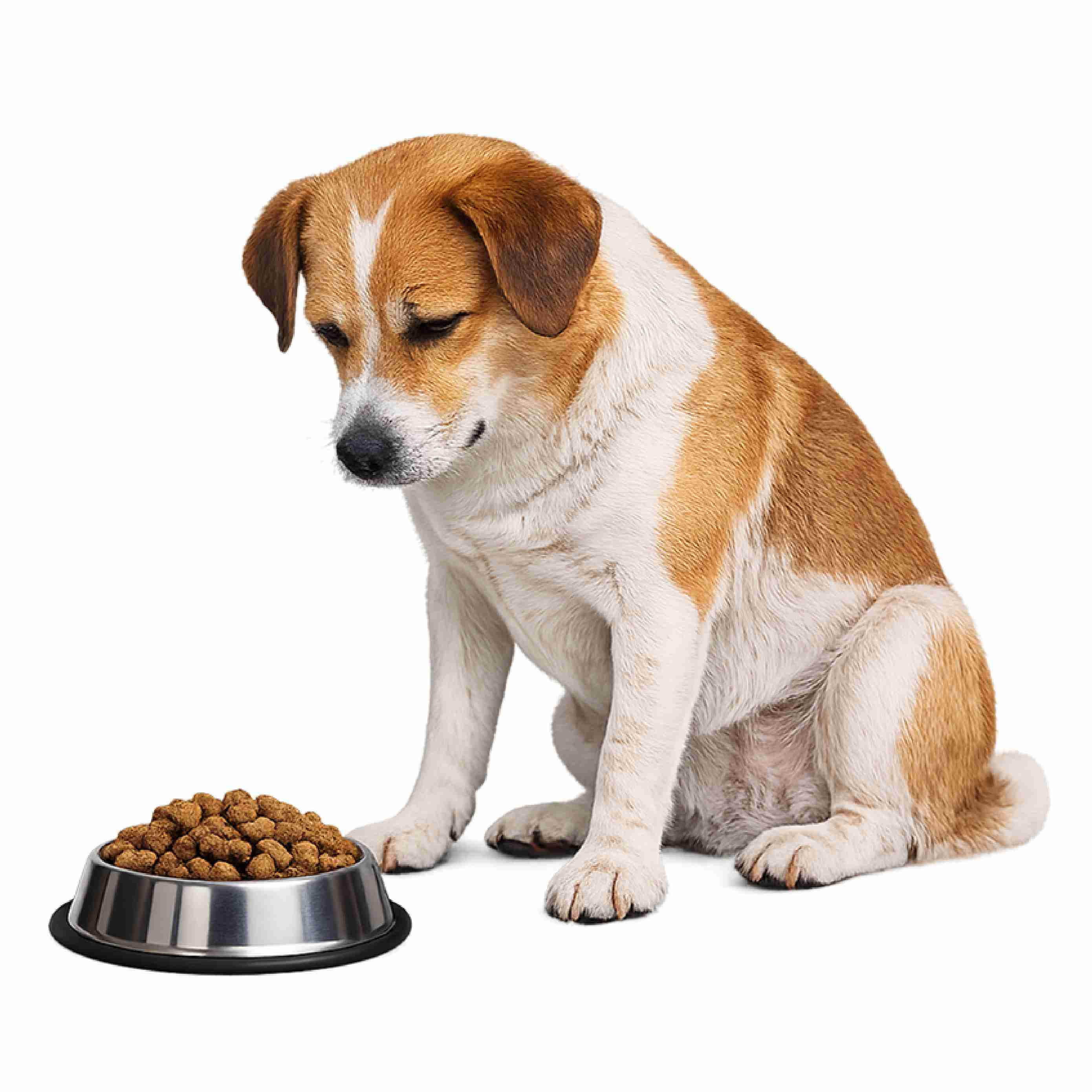  Connect To A Vet And Help Your Dog Regain Their Appetite