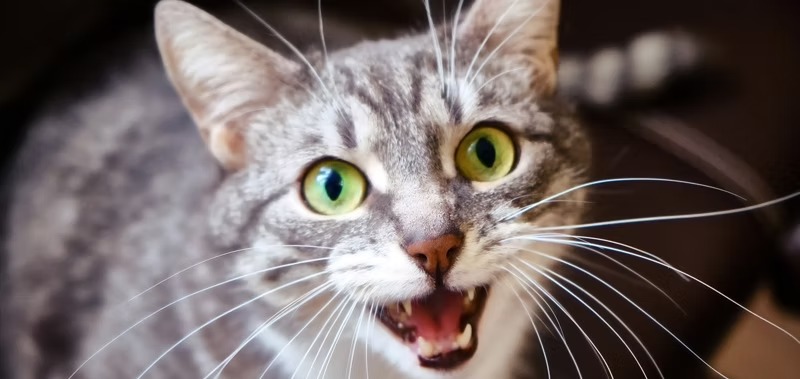  Get Trusted Veterinary Help for Cat Aggression Behaviour