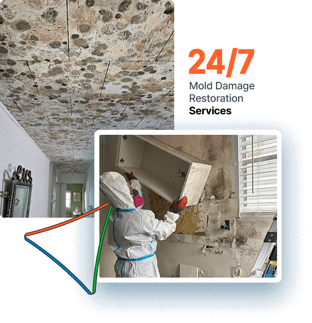  Effective Orlando Mold Removal Solutions for Homes and Businesses