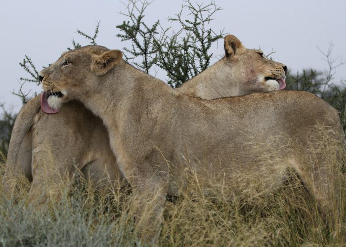  Kruger Safari Packages South Africa