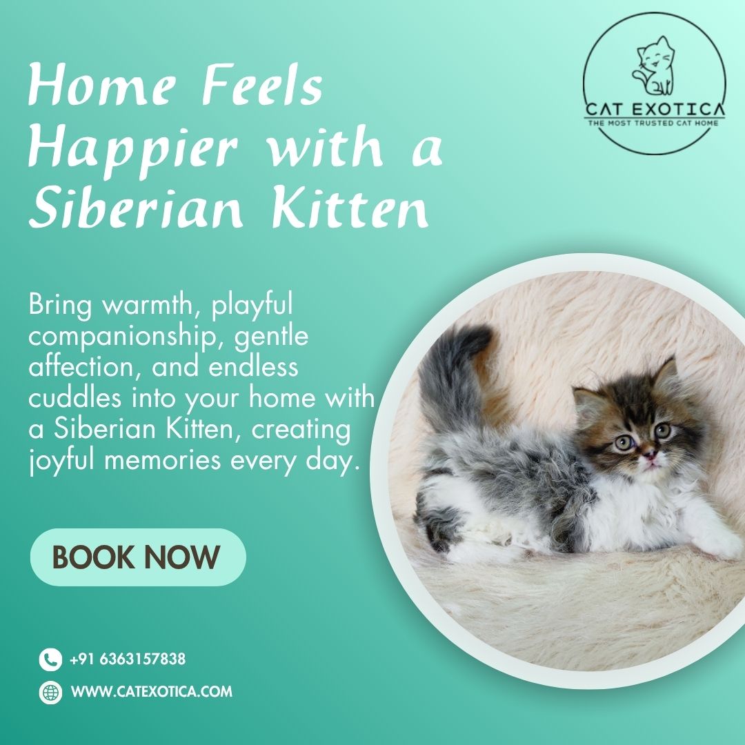  Siberian Kitten in Bangalore