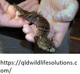  Wildlife Trapping Cairns