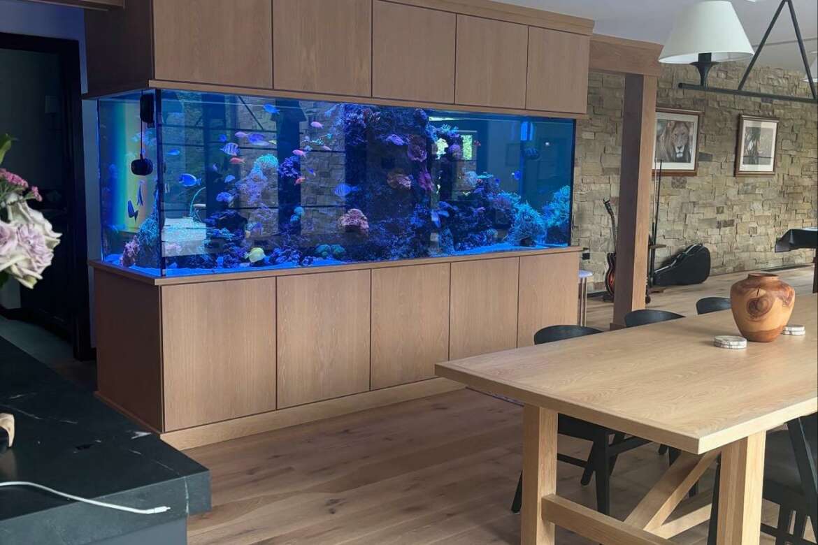  Sustainably Sourced Coral for Saltwater Aquariums | JK-Fish