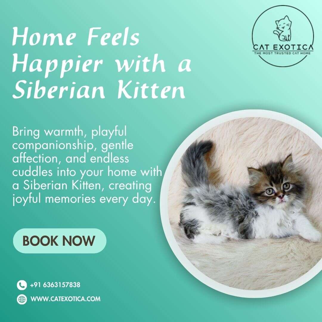  Siberian kittens in Bangalore