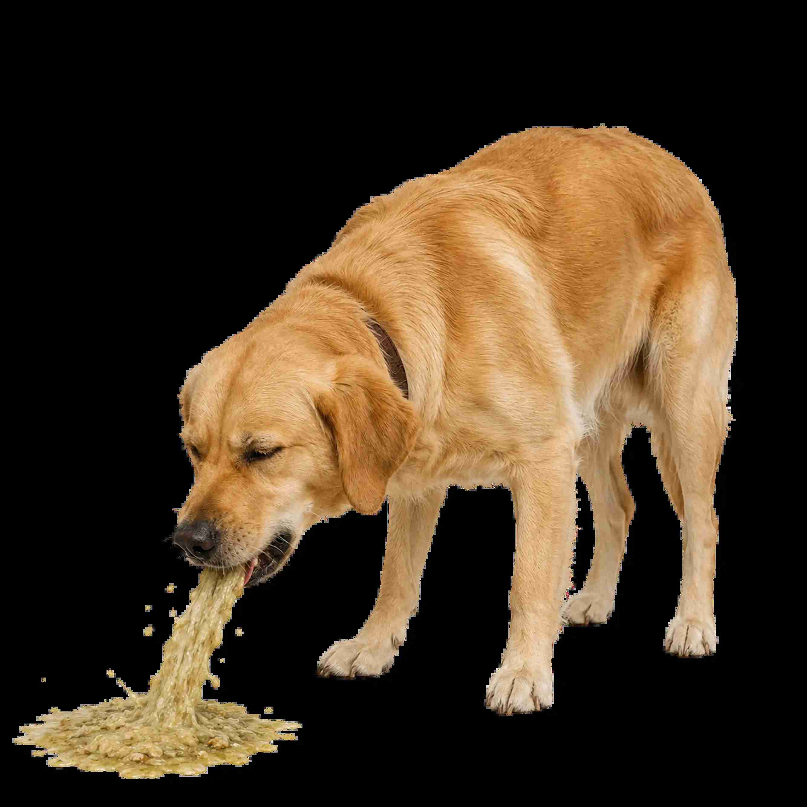  Online Vet Appointments for Dog Digestive Problems & Vomiting
