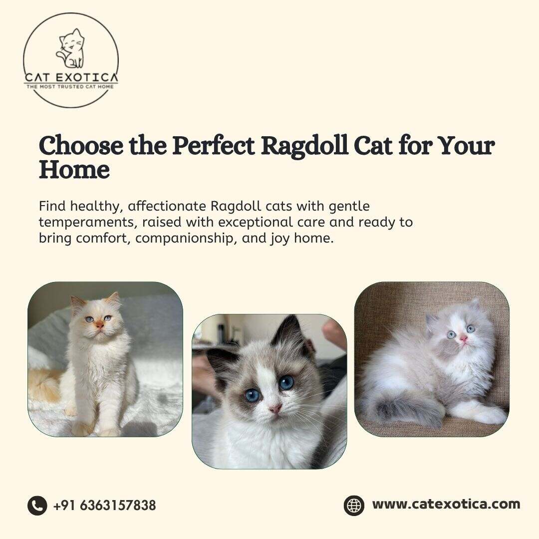  Buy Ragdoll Cats in Bangalore