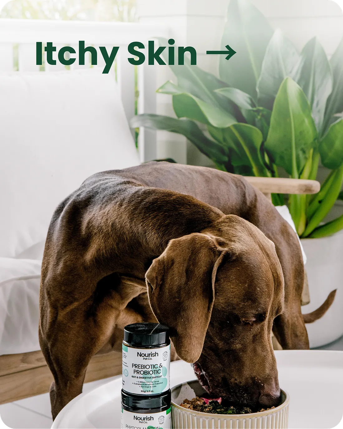  Support Your Dog’s Digestive Health with Anal Gland Supplements
