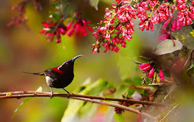  Uttarakhand Forest Trekking Tour | Himalayan Birdwatching Trip