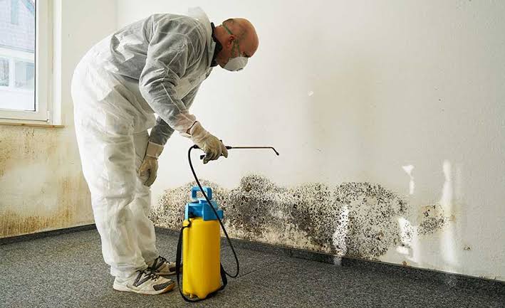 Complete Mold Removal and Restoration for Healthier Homes Today