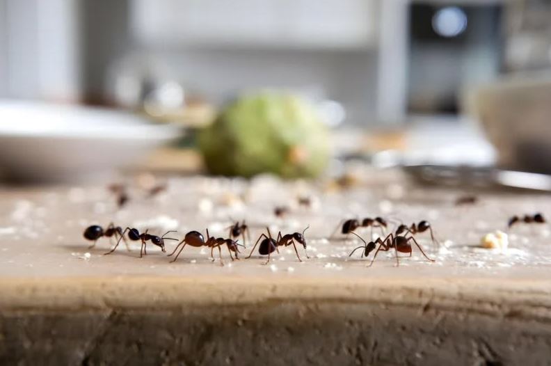  Insect Control