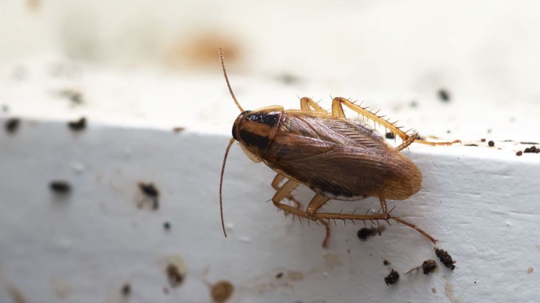  Cockroaches Fumigation