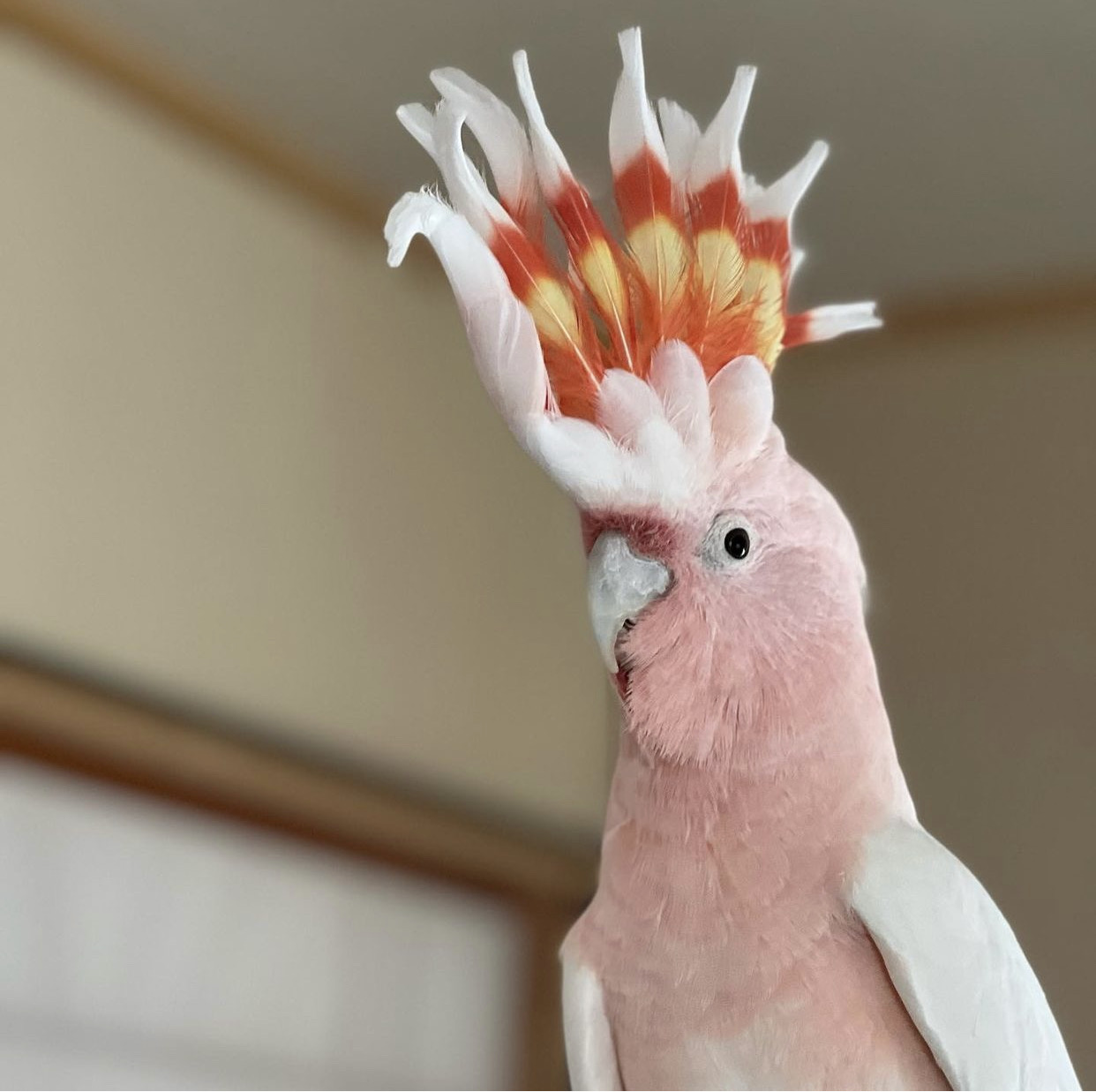  Rose Breasted Cockatoo for Sale