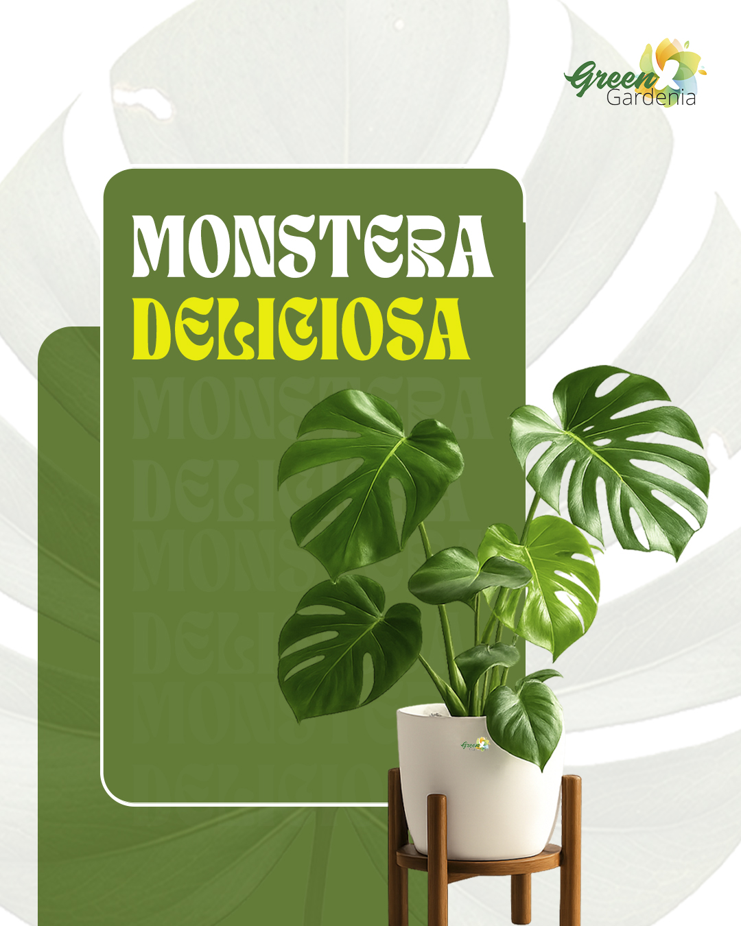  Buy Monstera Deliciosa Swiss Cheese Plant Online with Free Shipping