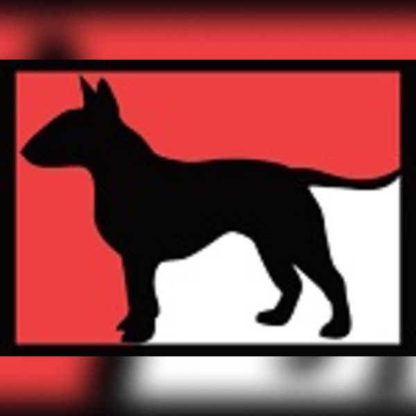  Brindle Bull Terriers for Loving Families Boss Bull Terriers