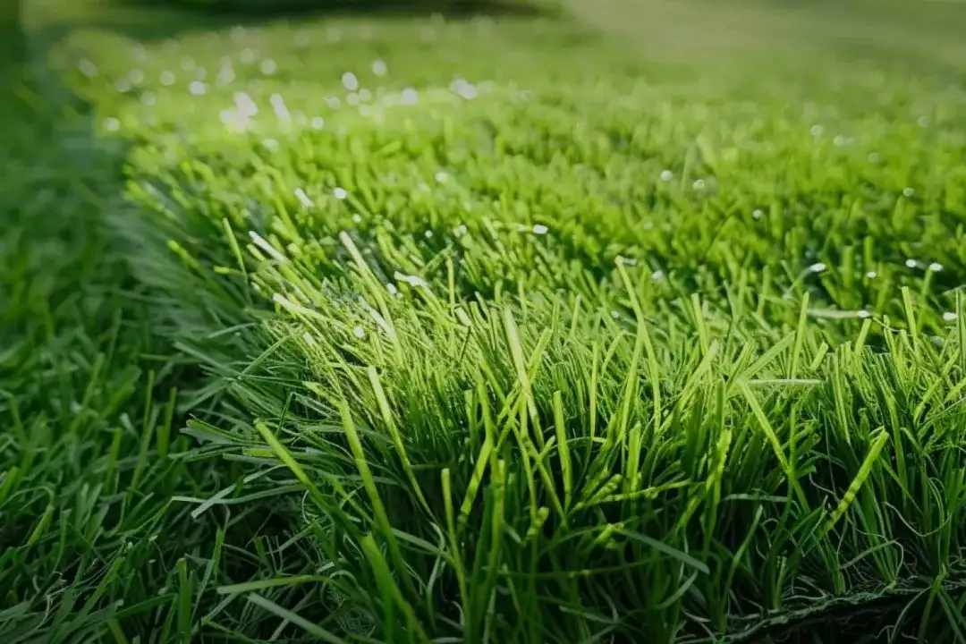  Quality Synthetic Cricket Pitch for Clubs & Schools