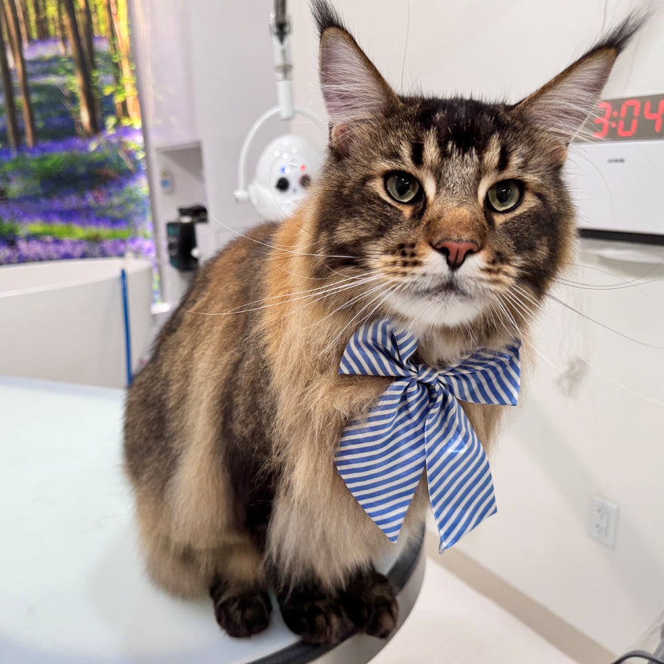  Shop Cat Grooming Packages at Fluffology in North Hollywood