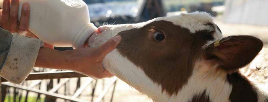  Buy Calf Milking Bottle in India from Vansun Milking for Healthy Calves