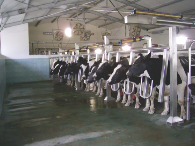  Vansun Milking Parallel Parlor for Efficient Large Herd Milking in India