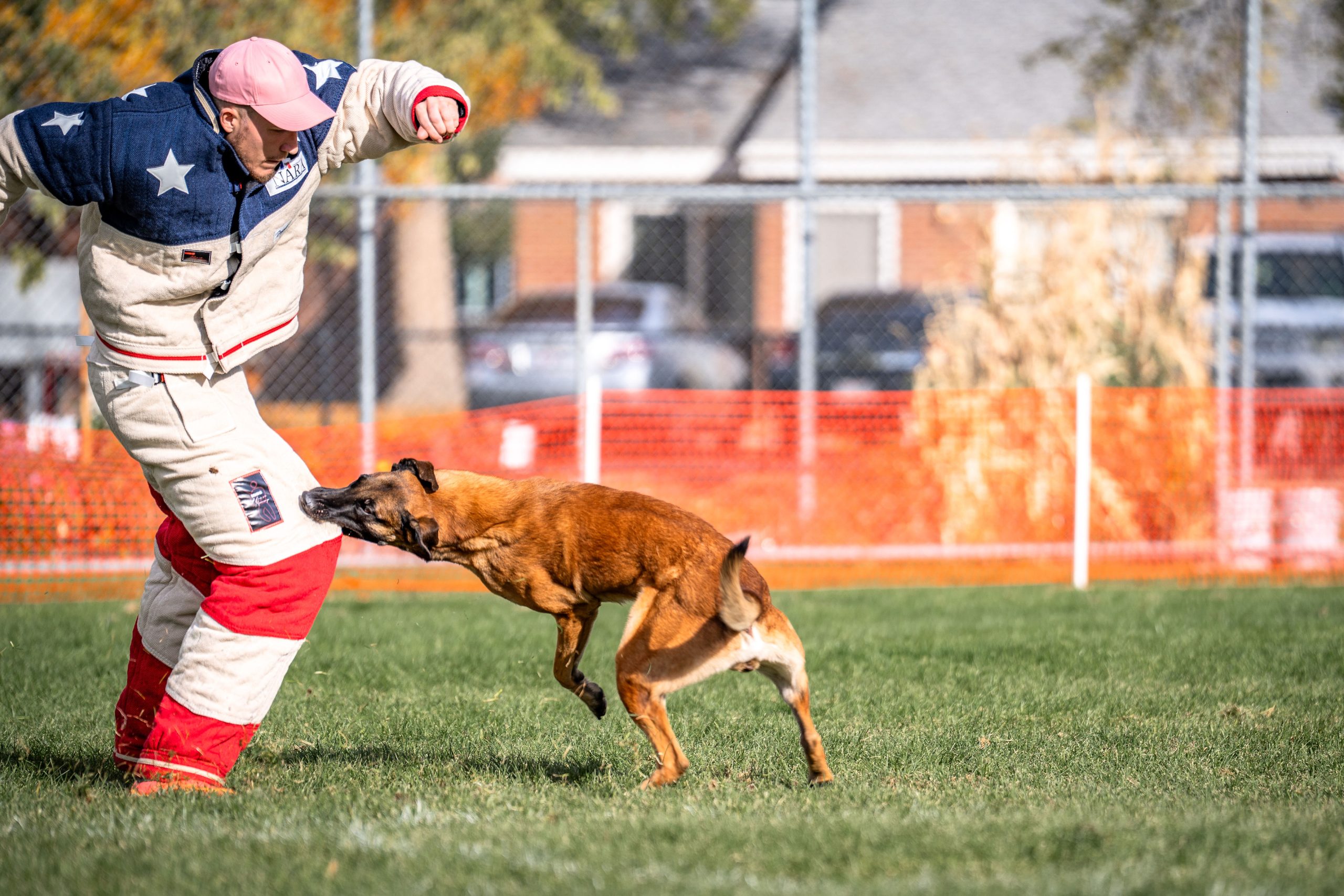  Family Protection Dogs for Sale | Prestige Protection Dogs