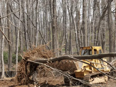  Tree Service in Conroe