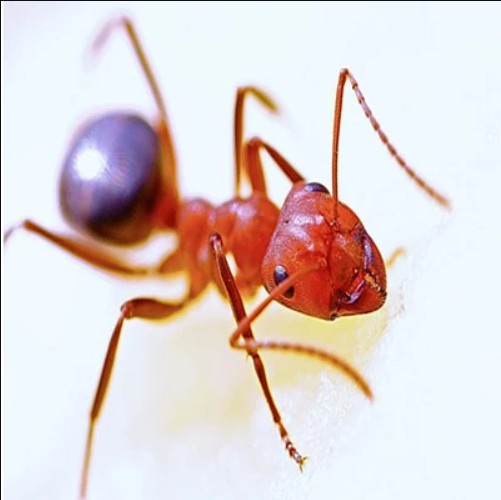  Ants Control in Essex County, NJ | ALCO Animal & Pest Control