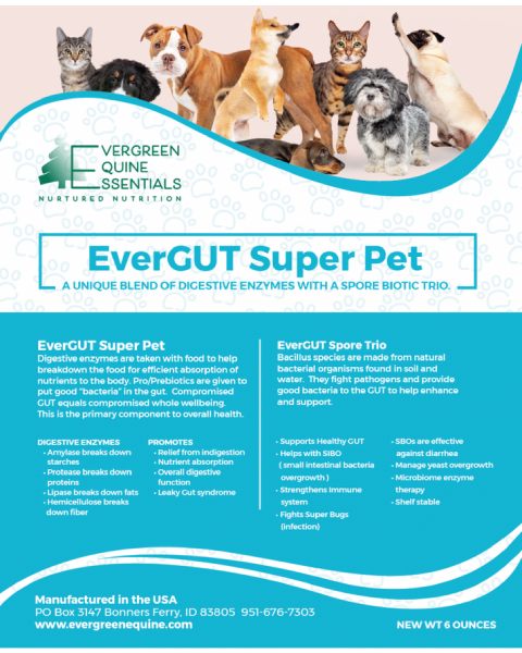  Digestive Enzymes for Dogs | Dog Gut & Digestive Health – Evergreen Equine