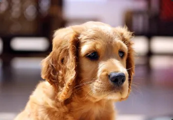  Dog Training Dallas Texas | Prestige K9