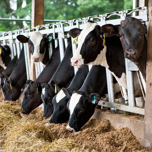  Cow Suppliers