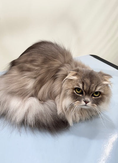  Shop Cat Grooming Packages in North Hollywood