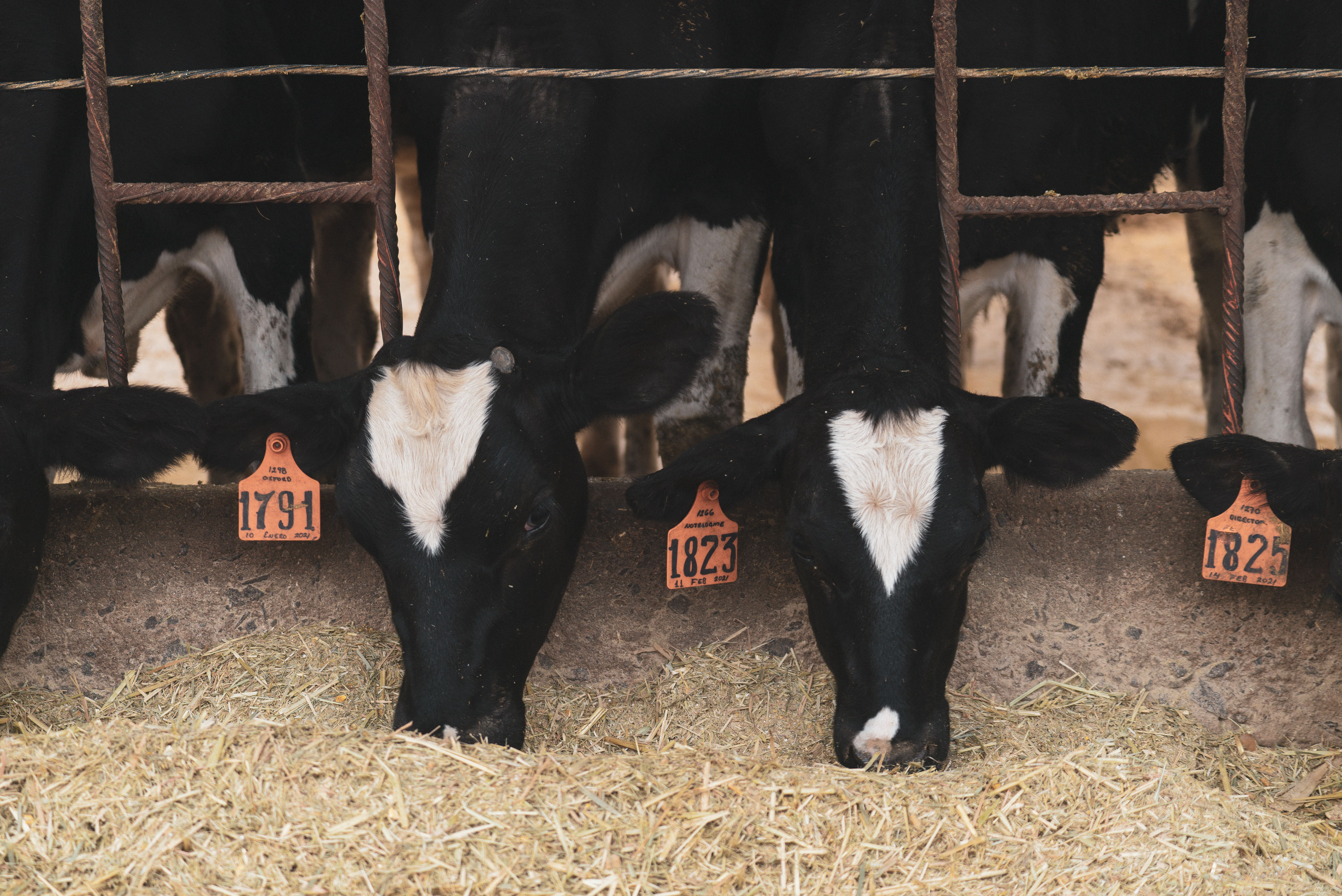  Vansun Milking Provides the Best Dairy Farm Solutions in India Under One Roof