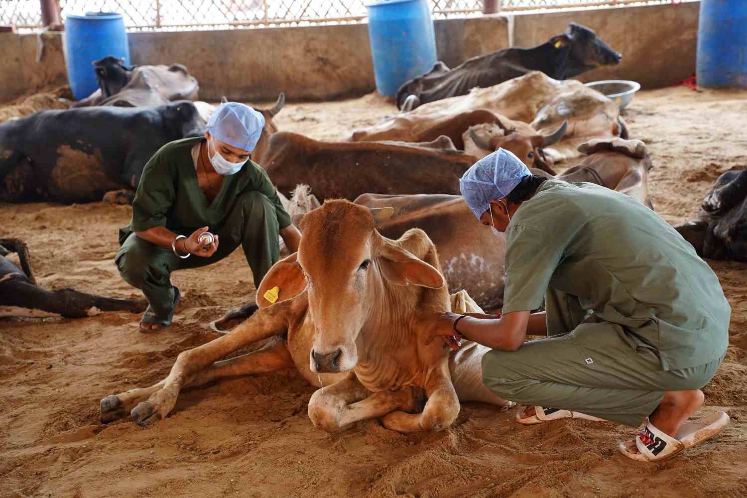  Goshala Near Me for Compassionate Cow Care