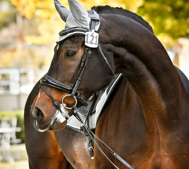  Competition Horses: Proven Performance and Strong Bloodlines